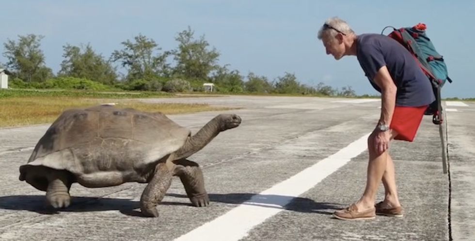 National Geographic Host Interrupts Mating Tortoises, Slowest-Ever Chase Ensues