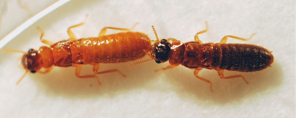 Two of the Most Destructive Types of Termites Form ‘Hybrid’ in the U.S.
