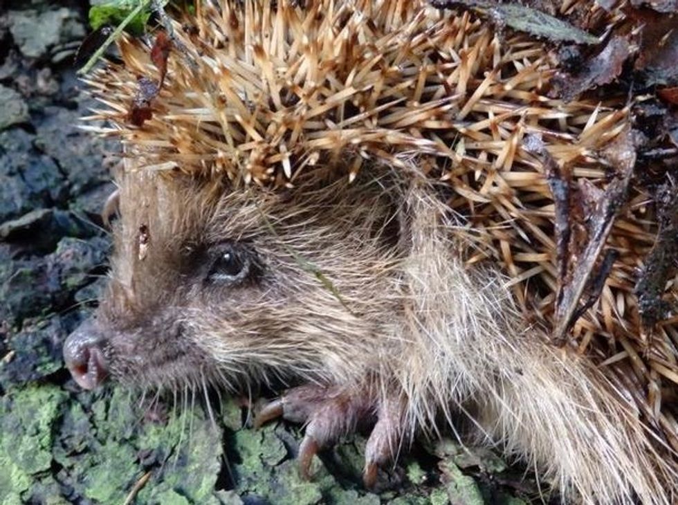 Apparently Porcupines Are 'Excellent Archaeologists'. See the Ancient Artifact One Dug Up in Israel.