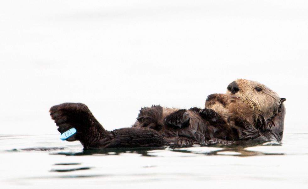 ‘Olive the Oiled Otter’ Meets Sad End
