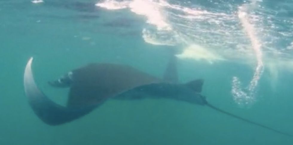 Watch: Giant Manta Ray Playfully Flips Diver