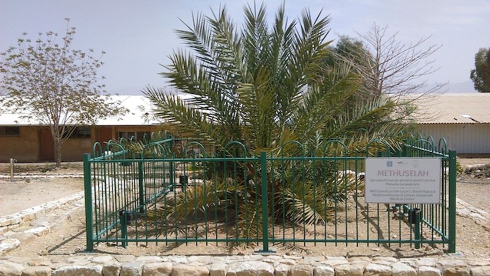There's a Good Reason This Tree Is Named After the Oldest Man in the Bible