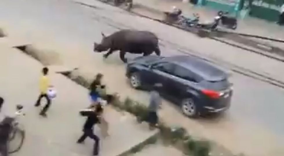 Video: Wild Rhino on Rampage 'Terrorizes' City, Killing One and Injuring Others
