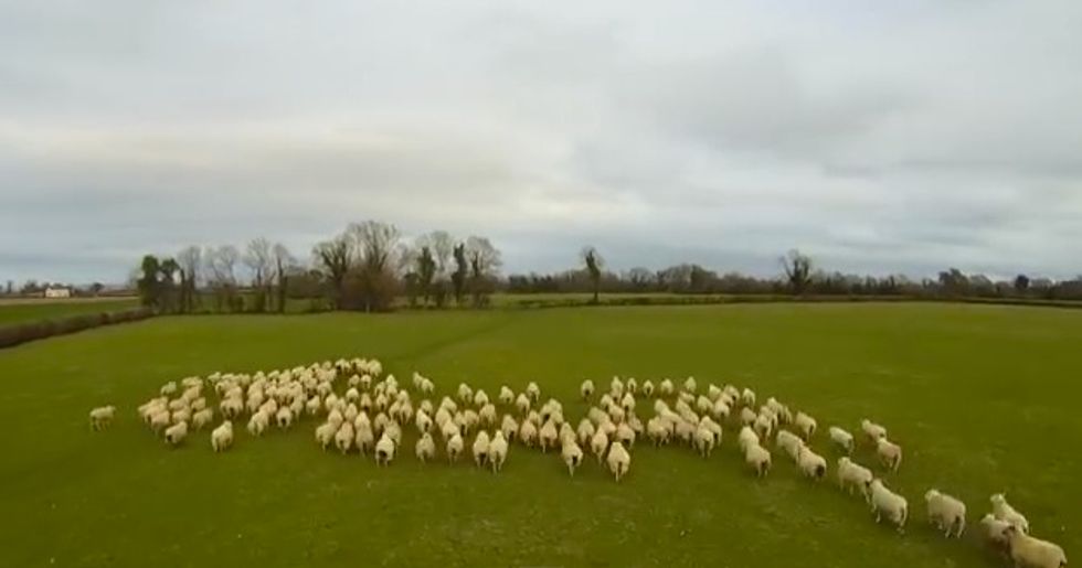It’s Not a Dog and It’s Not a Pig: See What’s Herding Sheep These Days