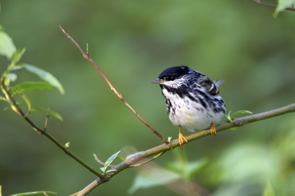 Tiny Bird Completes ‘One of the Most Extraordinary Migratory Feats’