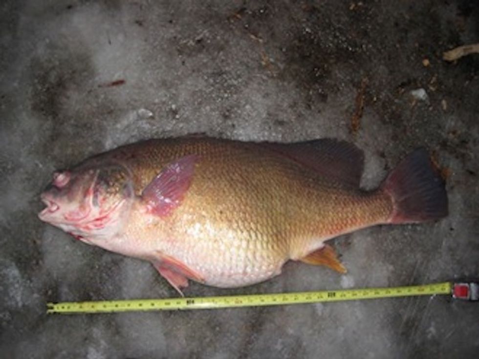 See the Record-Setting Fish a Michigan Man Caught