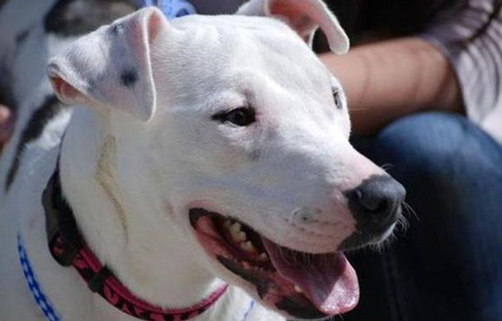 Miracle Dog' Believed to Be Dead After 'Mercy Killing' Shows Up Alive Four Days Later