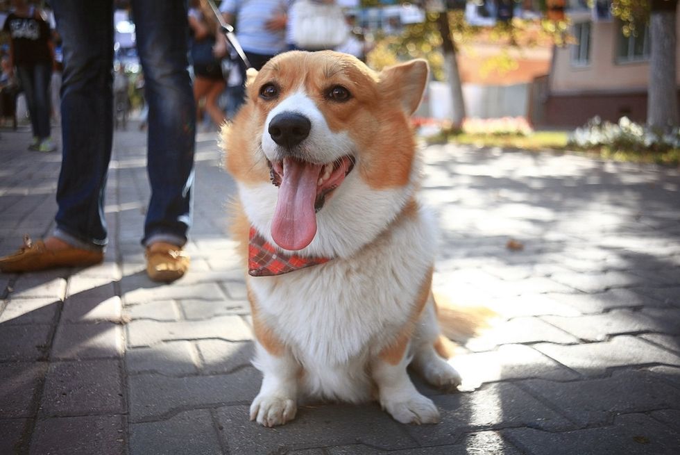 So, You Don't Pick Up Your Dog's Poop and Think You're Safe? DNA Testing Could Get You in Line Soon Enough