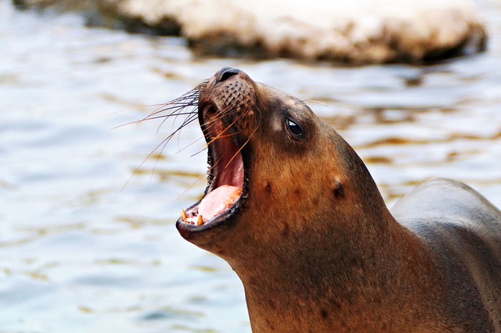 Fisherman Posing With His Catch for a Picture Is Dragged Under Water by Aggressive Sea Lion
