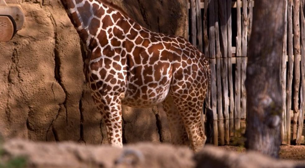 This Giraffe Is Ready to Pop and You Can Watch a Live Stream of the Birth