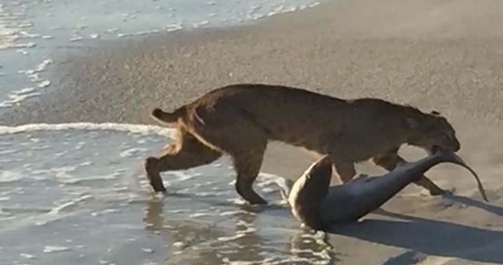 Viral Photo Shows 'Brazen' Bobcat Going Fishing for a Shark — and Experts Say It's Legit