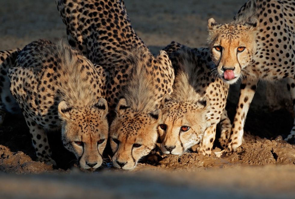 Mom Dangled 2-Year-Old Son Over Cheetah Pit When He Fell in, Zoo Says