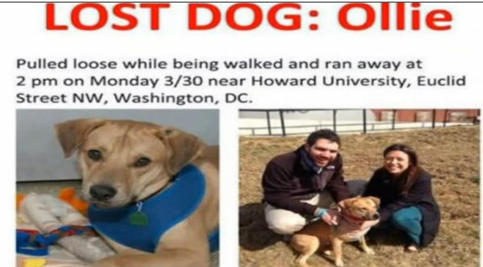 Couple Forced to Take Down Missing Dog Fliers After Being Threatened With Massive Fine