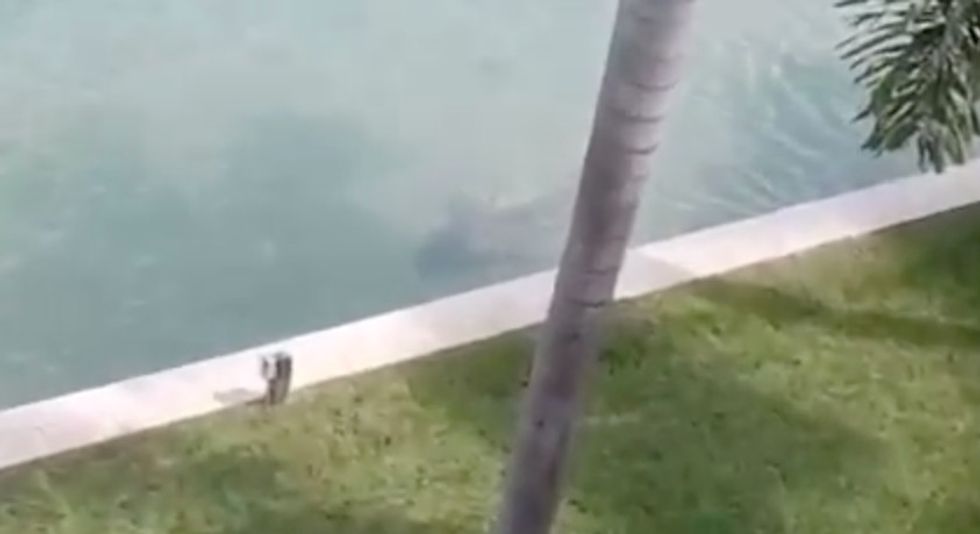 Look Closely: Terrifying Video Reveals the Creature Lurking Feet Away From Florida Man's Backyard