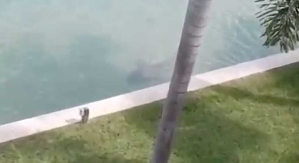 Look Closely: Terrifying Video Reveals the Creature Lurking Feet Away From Florida Man's Backyard