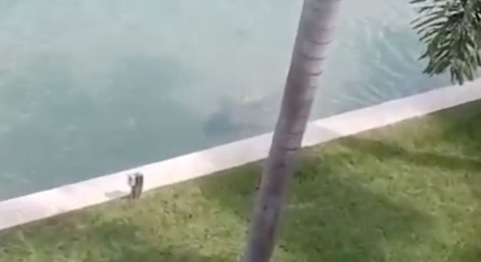 Look Closely: Terrifying Video Reveals the Creature Lurking Feet Away From Florida Man's Backyard