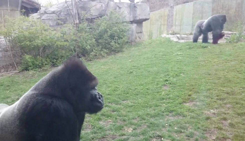 Toddler Pounded Chest in Front of Gorilla at Zoo. What Happened Next Left the Family Running Away