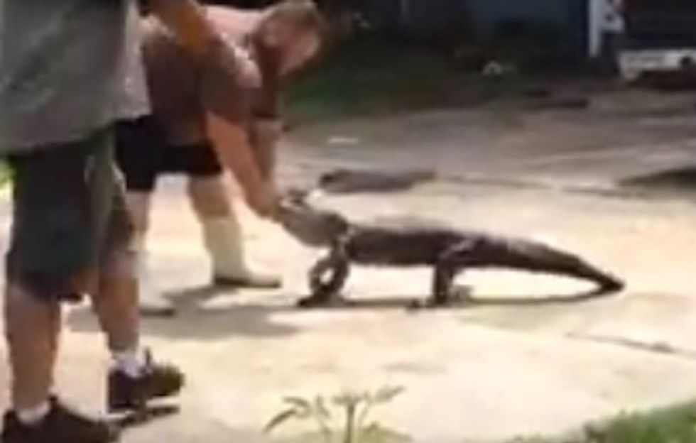 Watch Three Men Wrangle a 5-Foot Alligator With Their Bare Hands