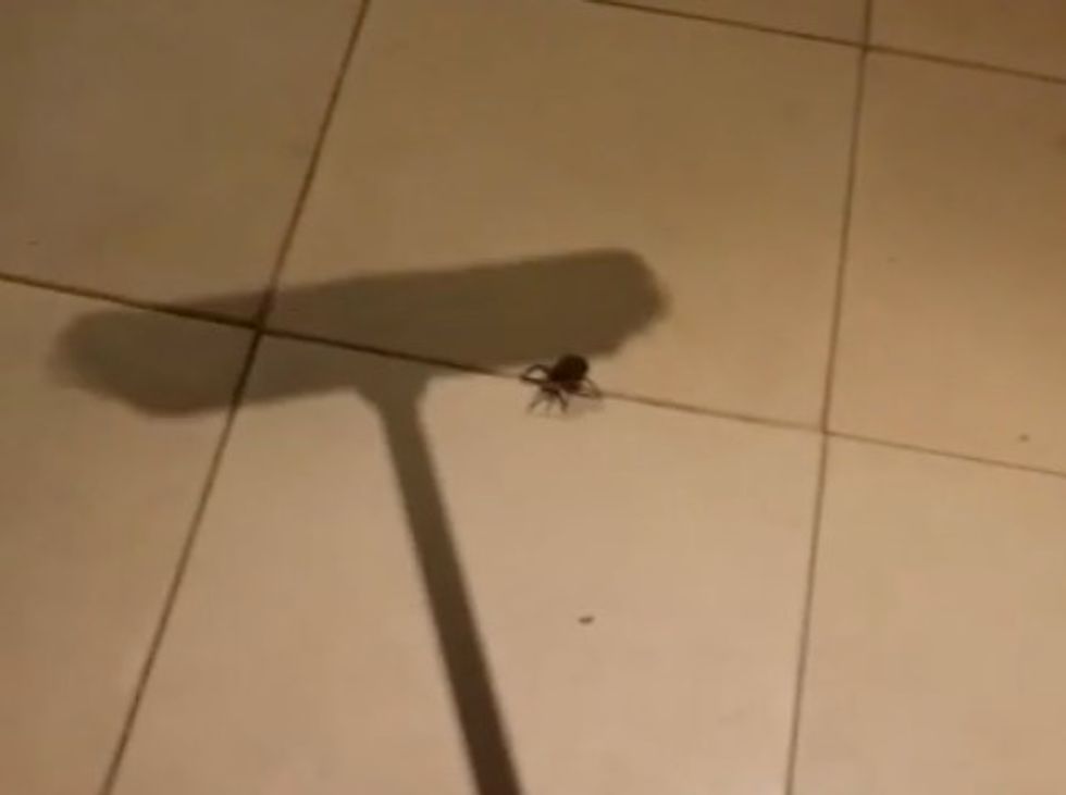 Video: He squashes a ‘huge wolf spider’ with a broom, gets nightmarish surprise