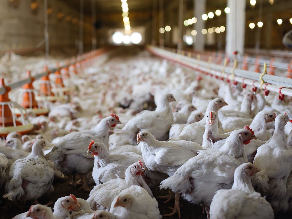 More Than 5 Million Hens at Iowa Farm to Be Killed After Bird Flu Virus Is Found