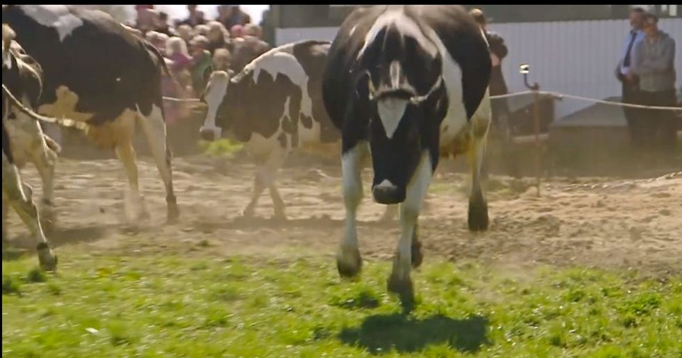 Watching the Excitement of Cows Put Out to Pasture After a Winter Inside Is ‘Incredibly Contagious’