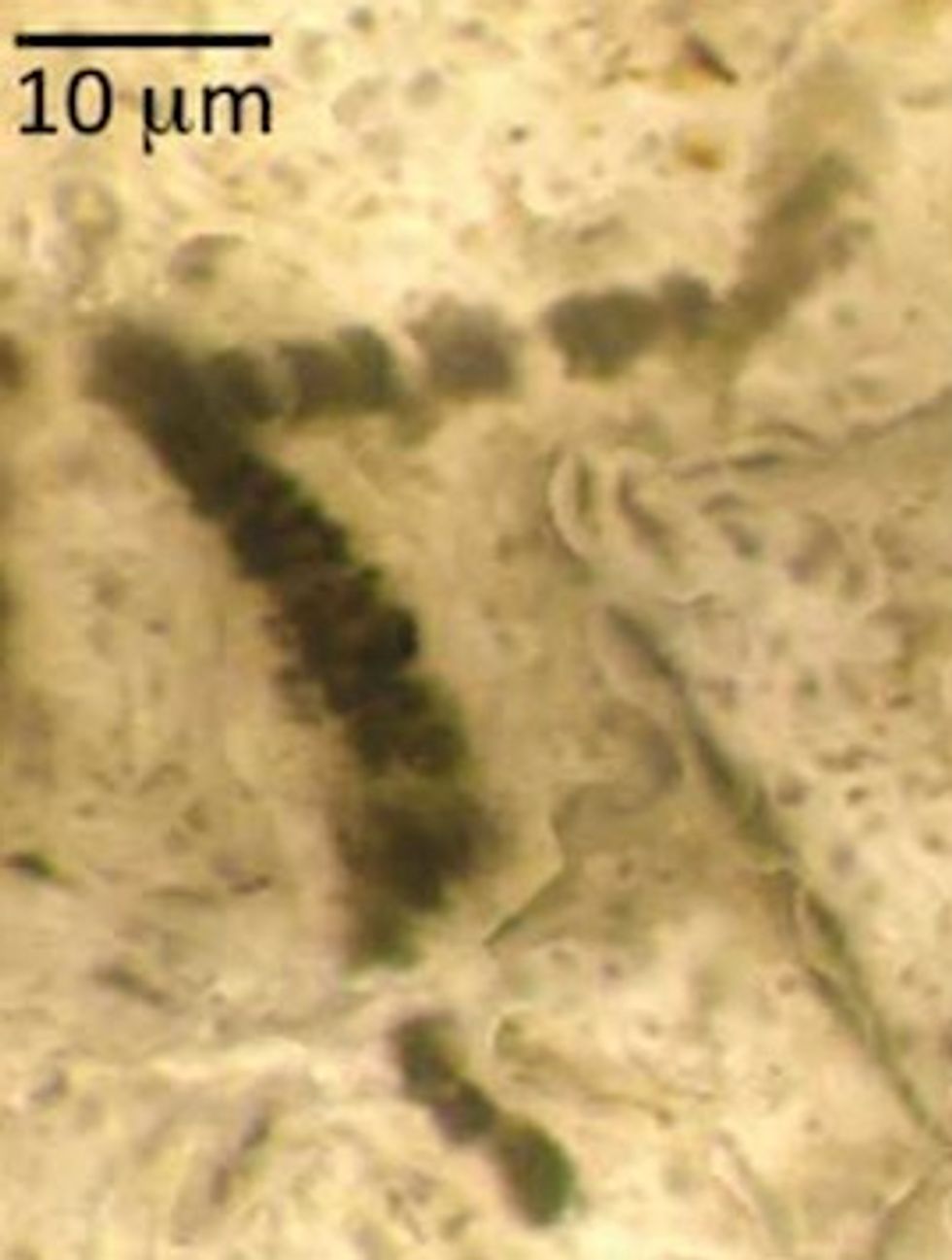 Those 3.46-Billion-Year-Old 'Fossils' Thought to Be the Oldest Evidence of Life on Earth? Not So Fast