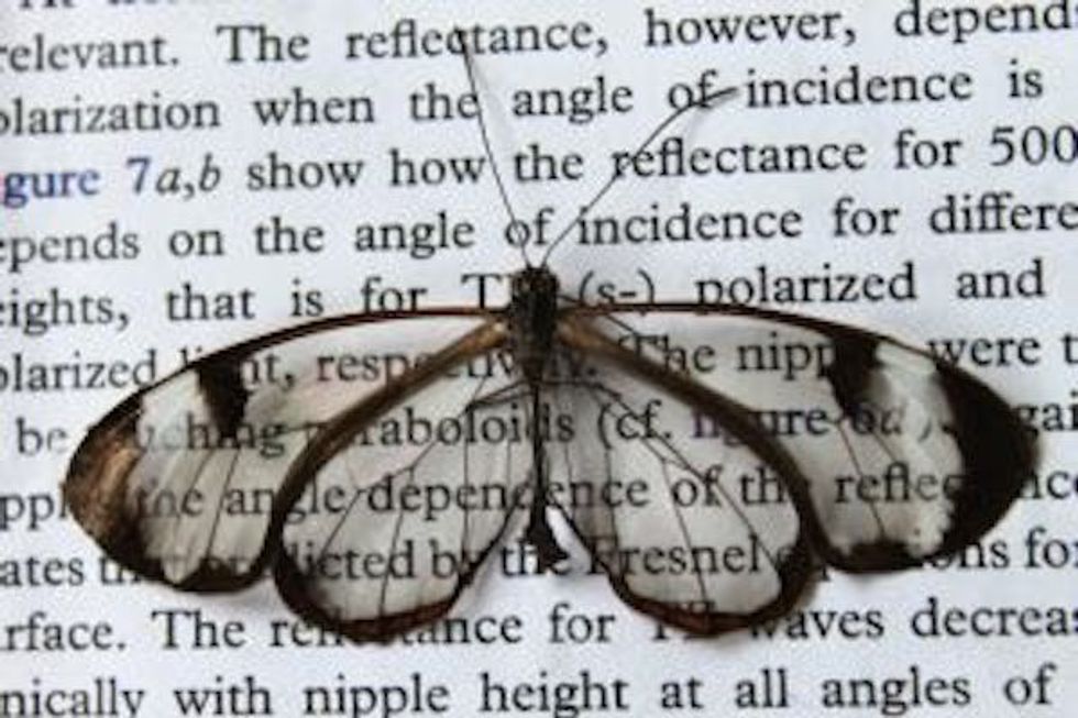 What Scientists Learned From This Butterfly With Transparent Wings Could Translate to Your Smartphone