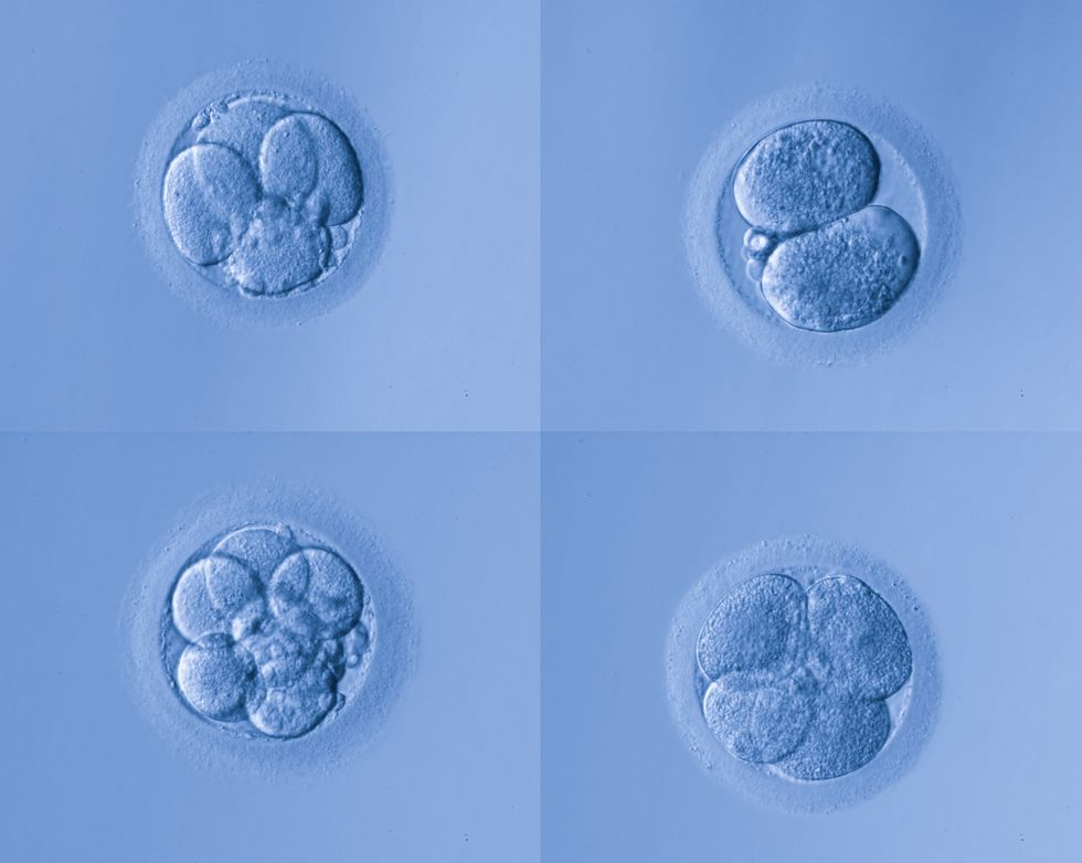 Scientists Edit a Human Embryo's Genes for First Time Ever, but Here's Why Two Major Scientific Journals Reportedly Refused to Publish the Study