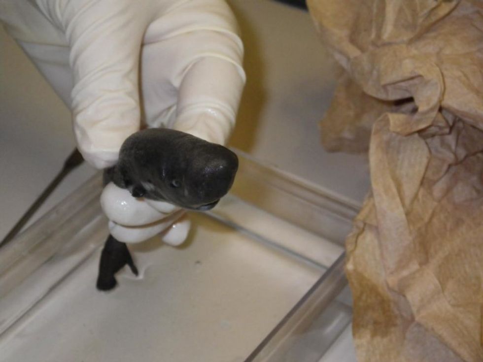 Ever Heard of a ‘Pocket Shark’? The Second Example of the Extremely Rare Species Was Just Announced