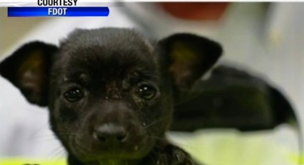 Florida Construction Worker Thought He Saw a Rat, but a Closer Look Revealed It Was Something That Really Didn't Belong in a Drainage Pipe