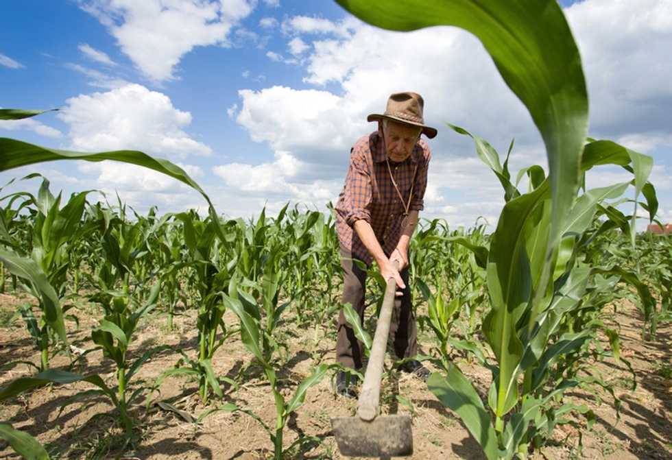 Australian Farmer Was Killing Weeds on His Property When He Made Discovery of a Lifetime