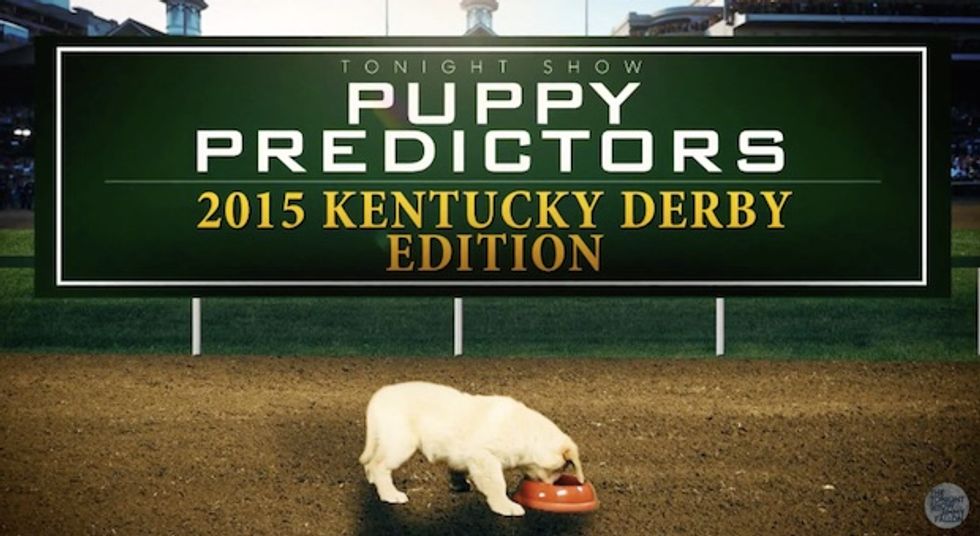 Can puppies predict the winner of the Kentucky Derby? (Maybe not, but the clip is too cute!)