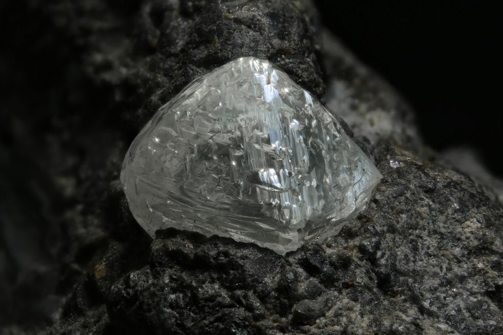 If You Want to Find a Diamond, You Really Need to Know How to Look for This Plant