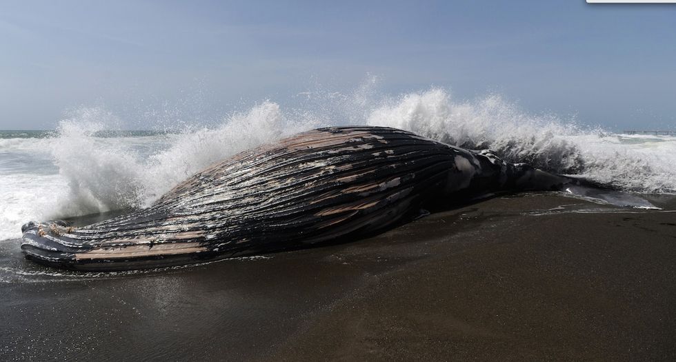 Why Have Five Dead Whales in the Last Three Weeks Washed Ashore on California Beaches?