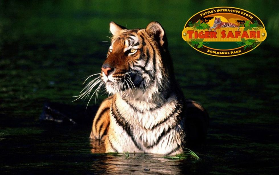 Close Call When Wild Animals Briefly Escape Oklahoma Tiger Safari After Possible Tornado Hits