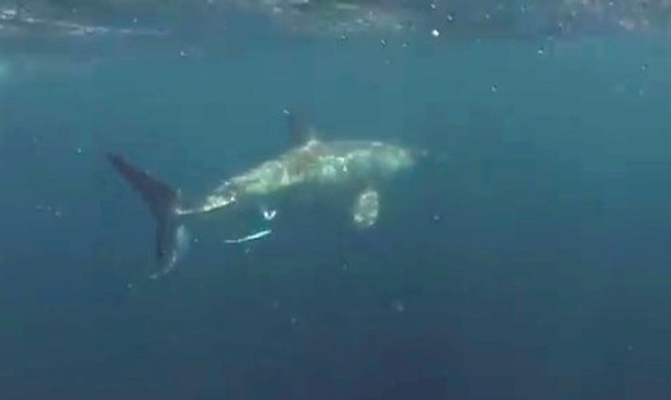Spear Fisherman’s Experience With a Great White Like ‘Scene Out of Jaws’ 