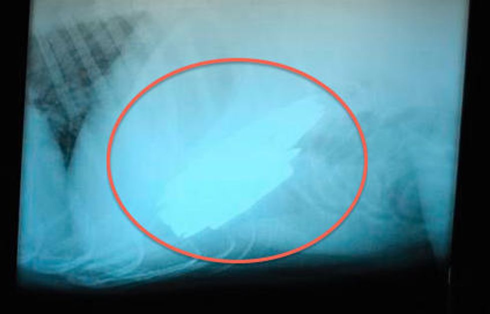 Man Finds 23 Reasons He Should Have Put His Live Ammo in a Safer Place During Visit to Vet With Dog