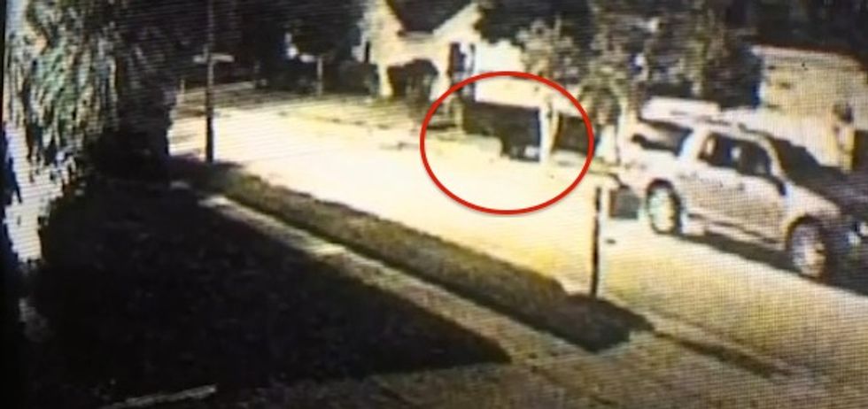 Florida Homeowner Thought a Burglar Was Sledgehammering Her Fence, but Then She Saw This Walk Across Her Yard Instead