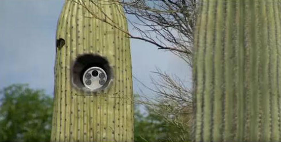 Ariz. Residents Discover Cameras Inside Fake Cacti but the City Promises They're Not 'Secretive