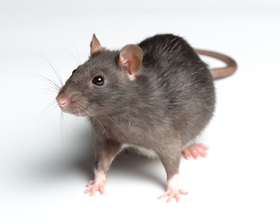 Science Discovers Something That Might Actually Have You Going 'Aww' About Rats