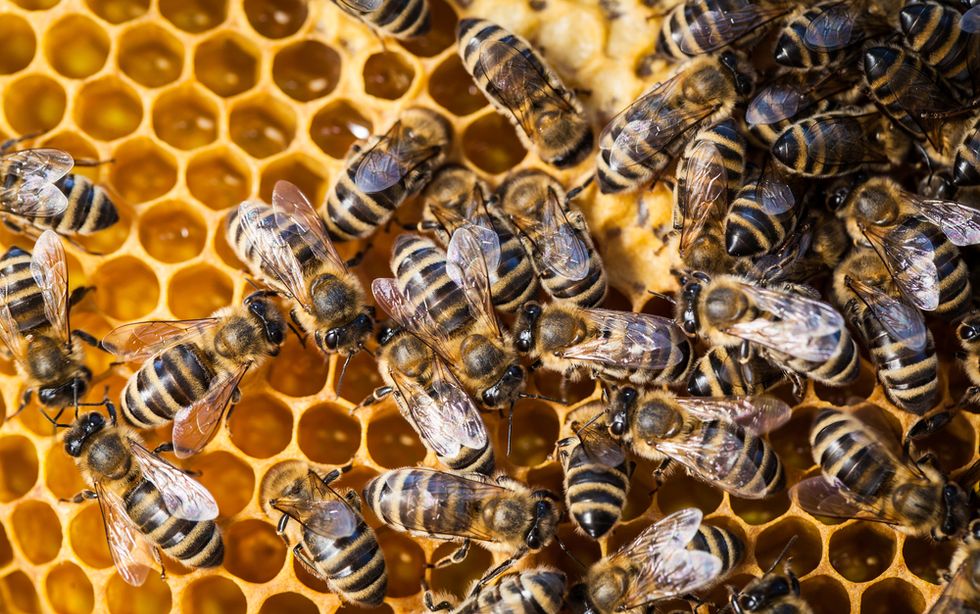 U.S. Beekeepers Lost 40 Percent of Honeybee Colonies in Just One Year, But That's Not What Surprised Experts