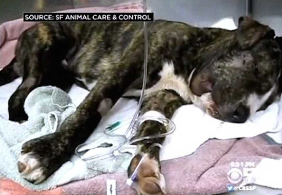 There’s a $10K Reward Being Offered for the Identity of Whoever Left a Puppy Looking Like This