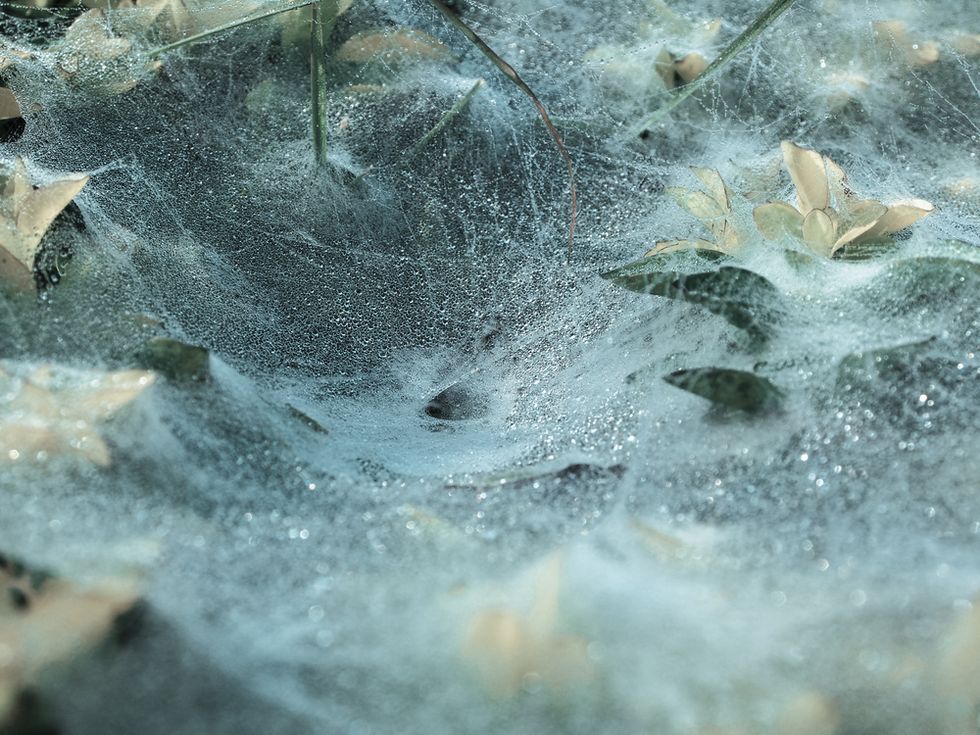 Nasty 'Spider Rain' Cloaks Australian Countryside