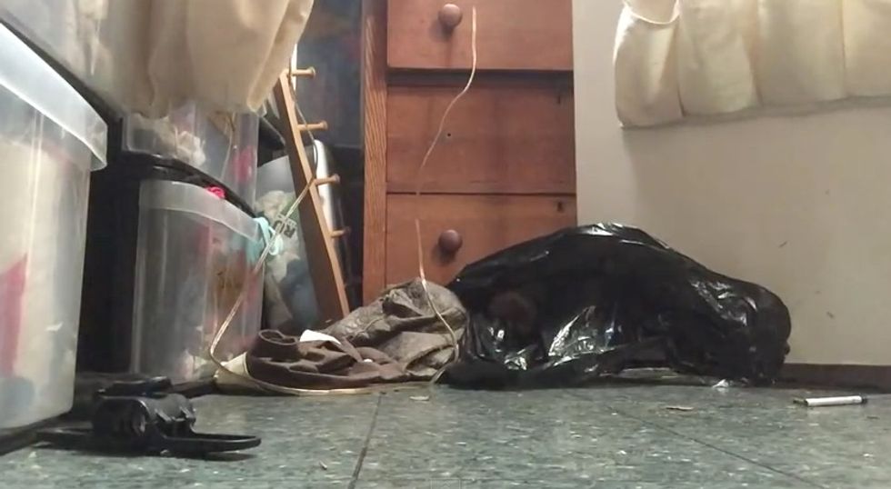 Holy Crap': Woman Screams After Making Unexpected, 'Potentially Dangerous' Find in Her Closet