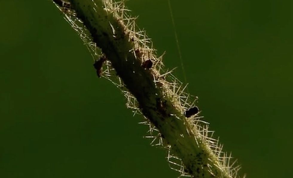 Forget About Poisonous Spiders and Snakes, Australia has Deadly, Stinging Trees!
