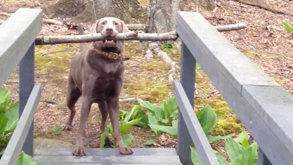 Dog thinks through a problem