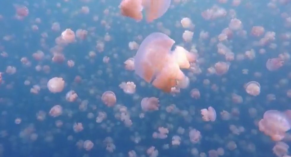 Snorkeler Swims With Millions of Jellyfish in 'Surreal' Video — Here's Why He Wasn’t Stung