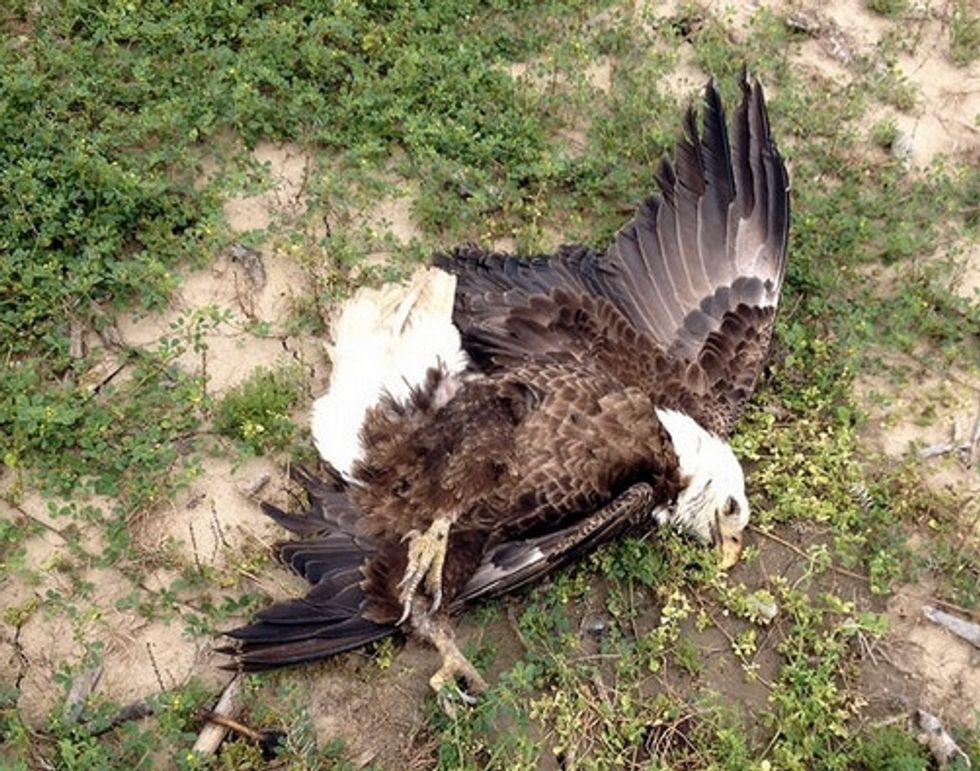 Two Bald Eagles Killed by Poisoned Meat Apparently Meant for Coyotes