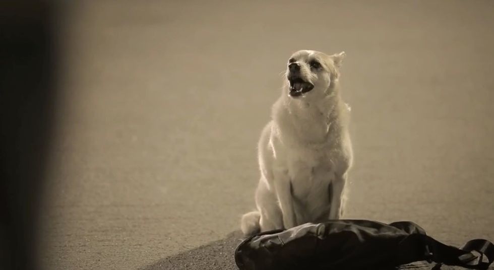 In the Final Seconds of This Ad About a Dog, It Will Become Very Clear Why It's Going Viral