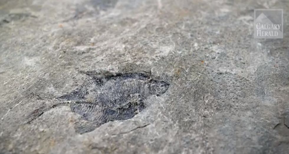 Young Earth Creationist Says Finding Rare Fossils Dated at 60 Million Years Old 'Hasn't Changed My Mind